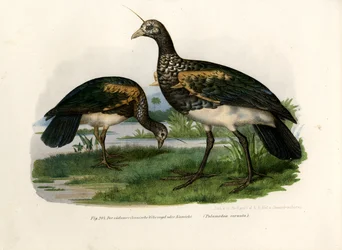 Urlatore Cornuto, 1864